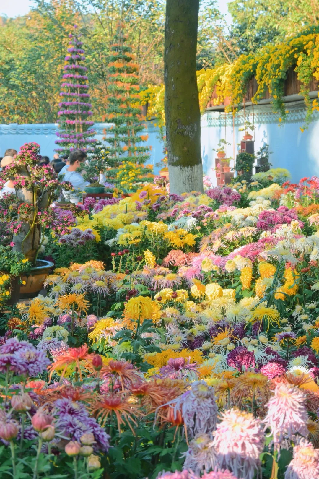 岳麓山菊花展┆不是花中偏爱菊