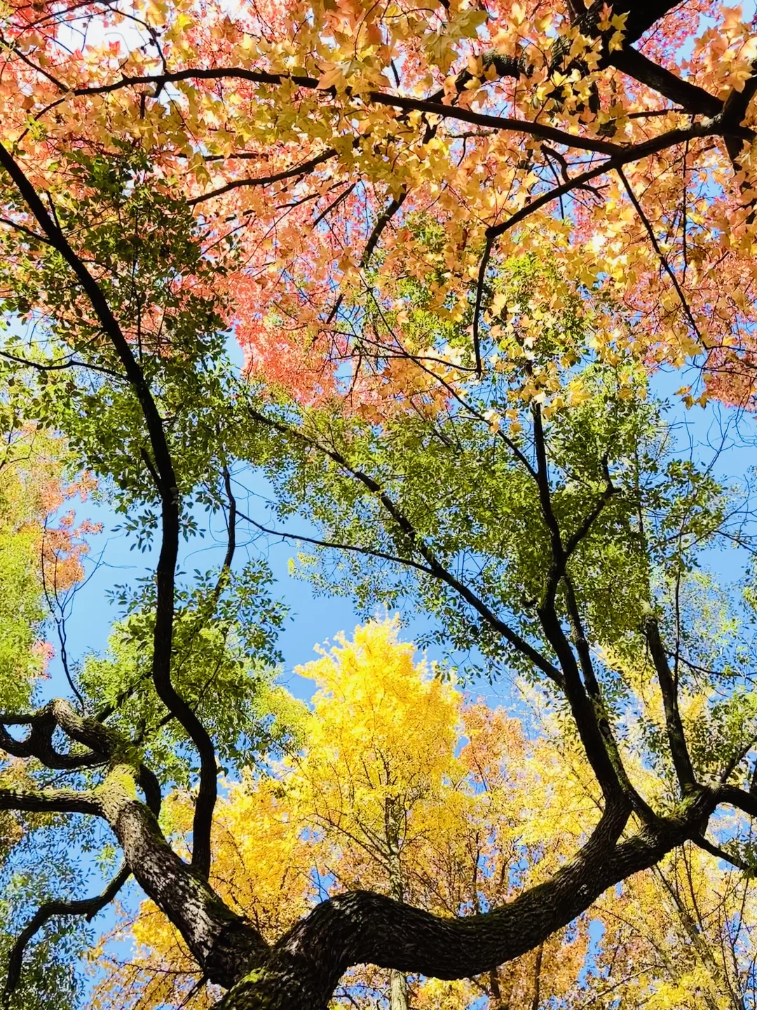 长沙秋日封神公园，没有之一