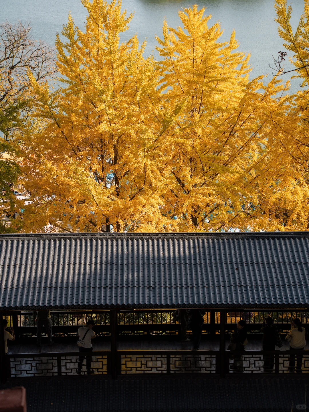 11.27 live实拍！长沙银杏天花板被我找到了！