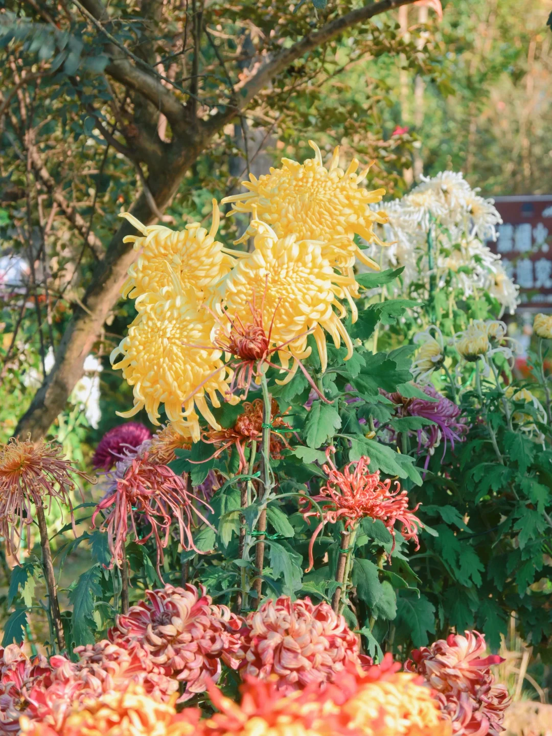 岳麓山菊花展┆不是花中偏爱菊