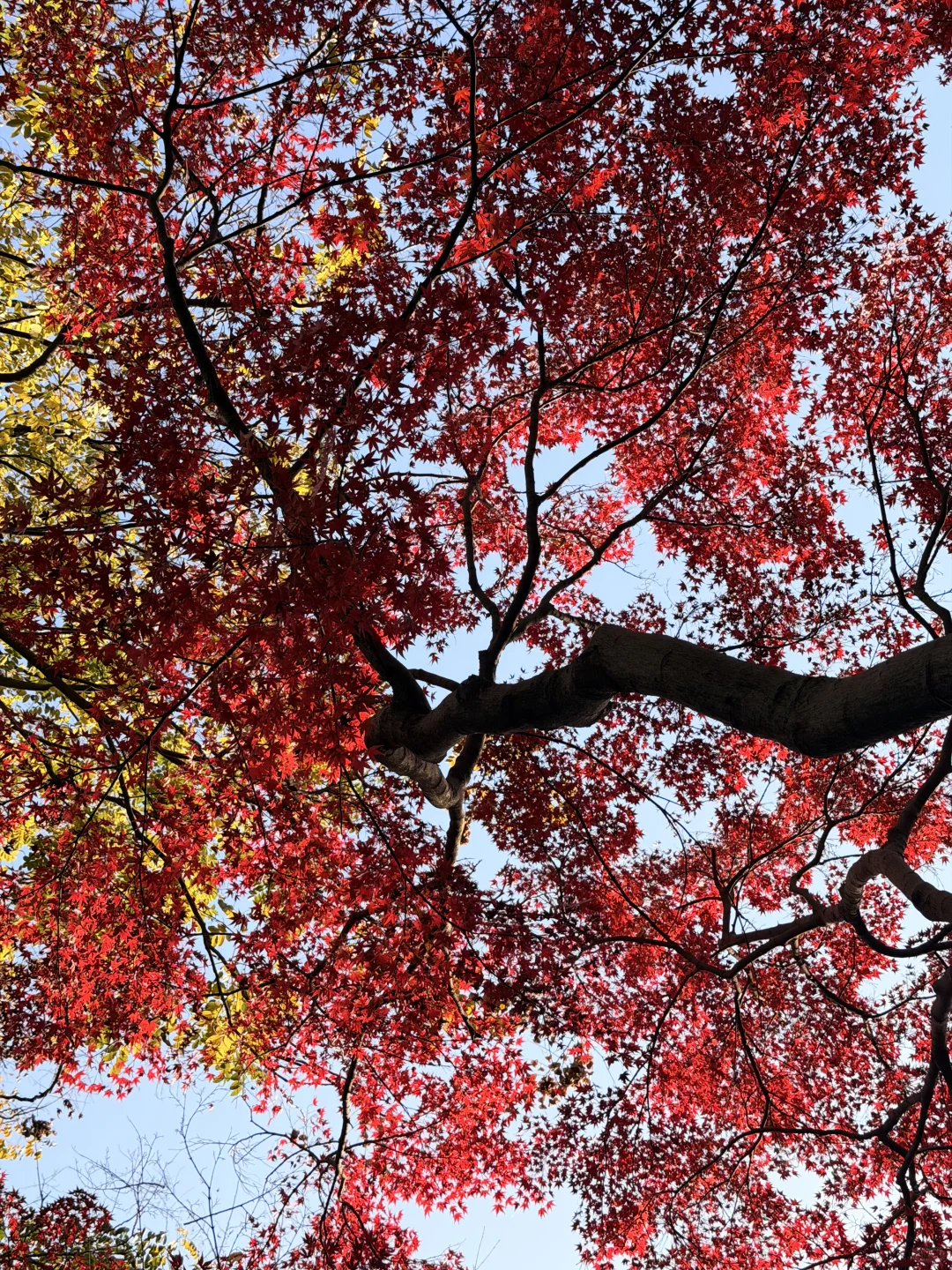 11.27实况！！我愿称之为长沙最美公园！！！！