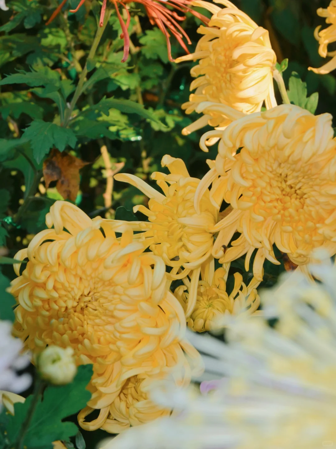 岳麓山菊花展┆不是花中偏爱菊