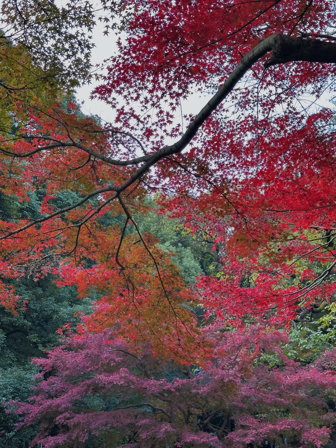 11.24实况！！长沙烈士公园红枫美到失语🍁