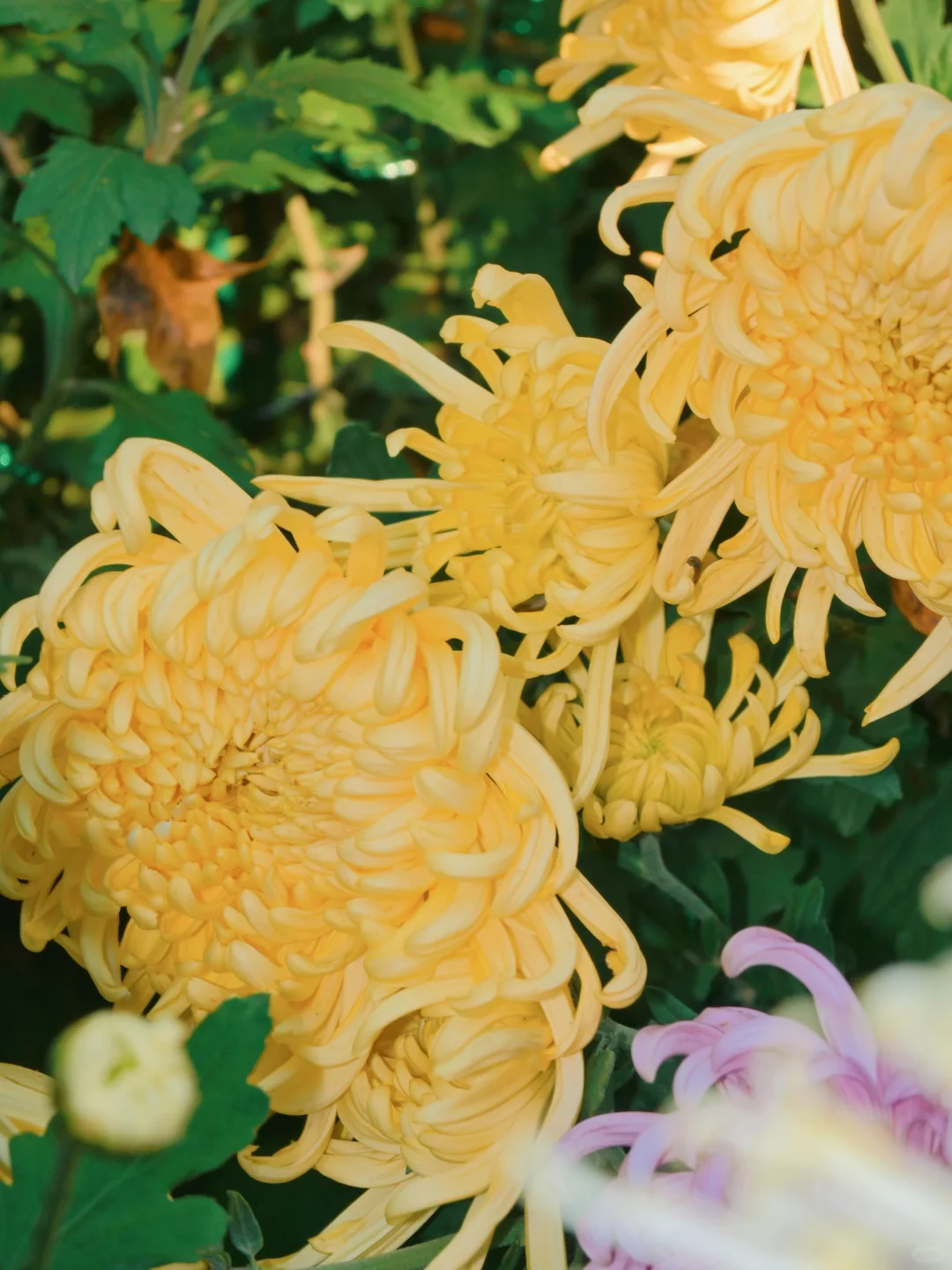 岳麓山菊花展┆不是花中偏爱菊