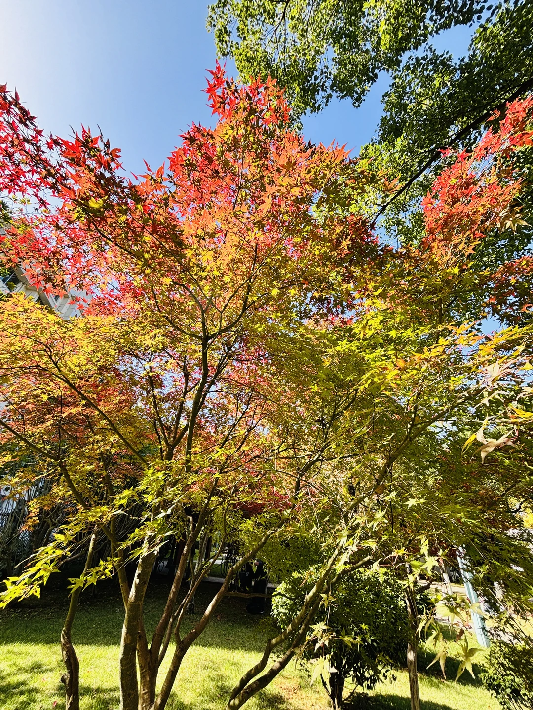 长沙秋日封神公园，没有之一