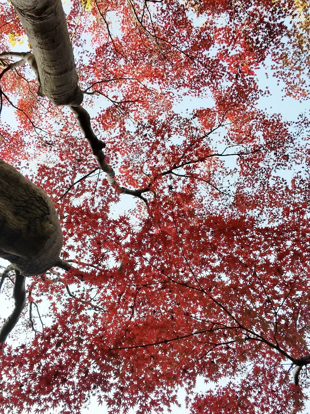 11.27 live实拍！长沙银杏天花板被我找到了！