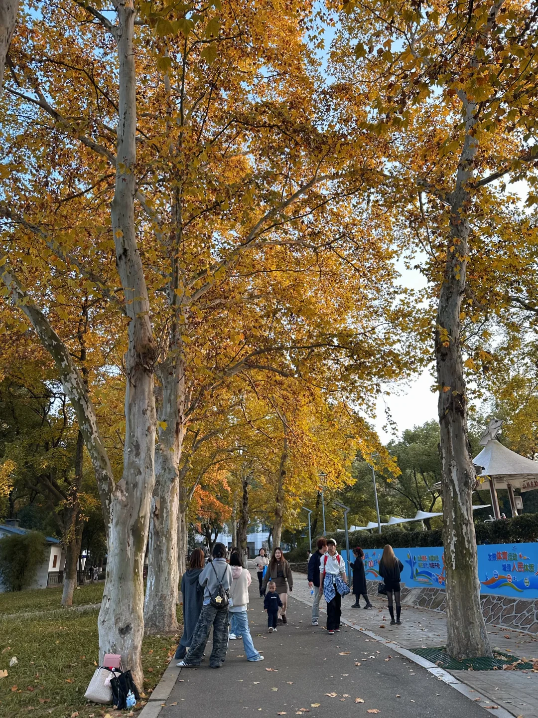 11.24实况！！长沙烈士公园红枫美到失语🍁