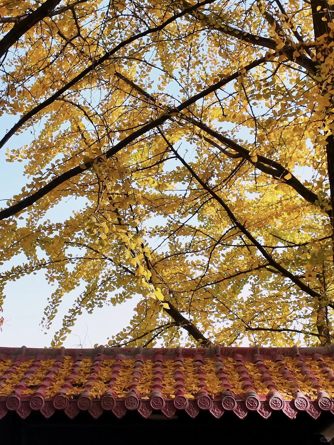 11.27 live实拍！长沙银杏天花板被我找到了！