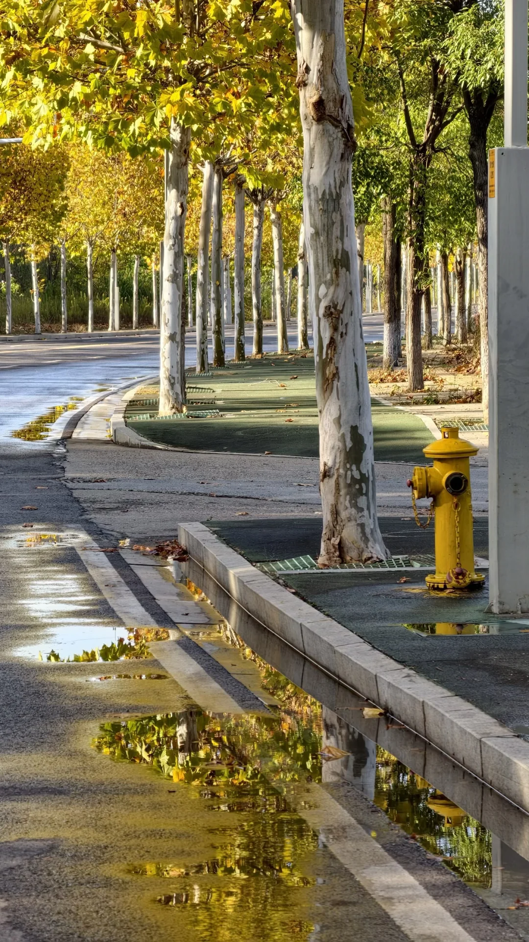 长沙南边丨1000米绝美梧桐大道人少随便拍‼️