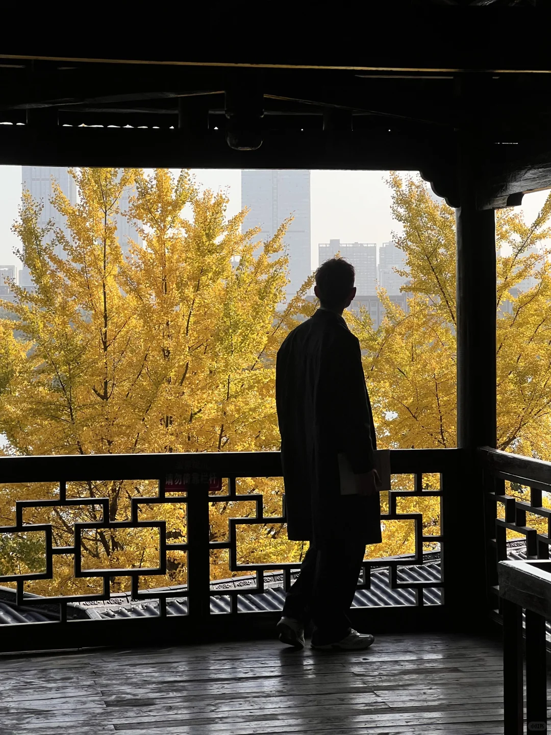 11.27 live实拍！长沙银杏天花板被我找到了！