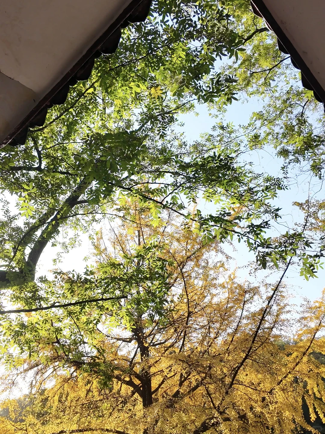 11.27 live实拍！长沙银杏天花板被我找到了！