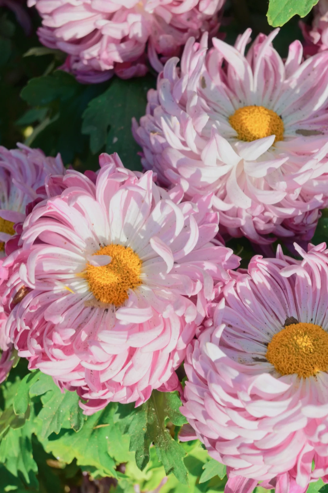 岳麓山菊花展┆不是花中偏爱菊