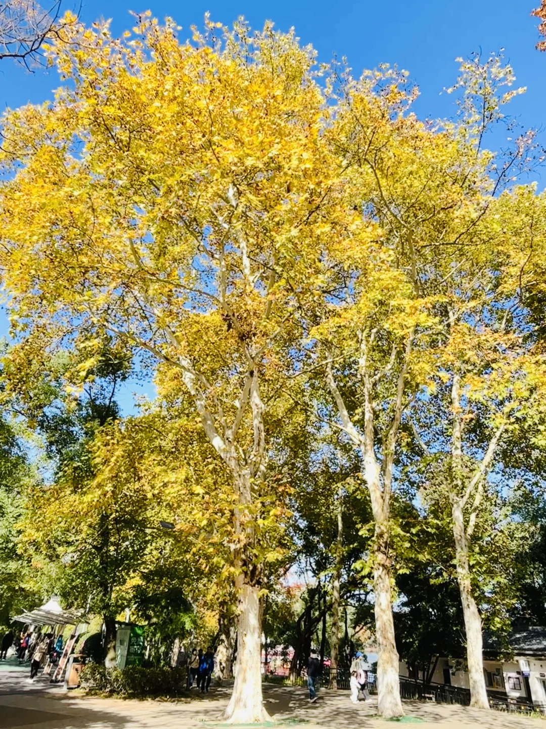 长沙秋日封神公园，没有之一