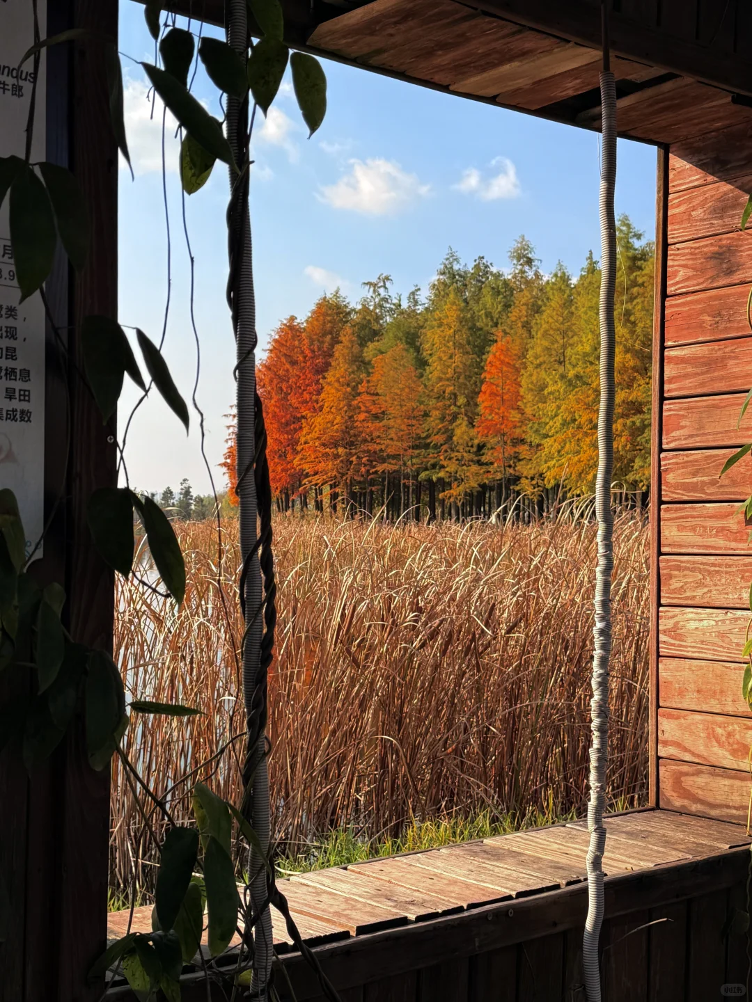 长沙松雅湖的绝美落羽杉🍂人少好拍！！