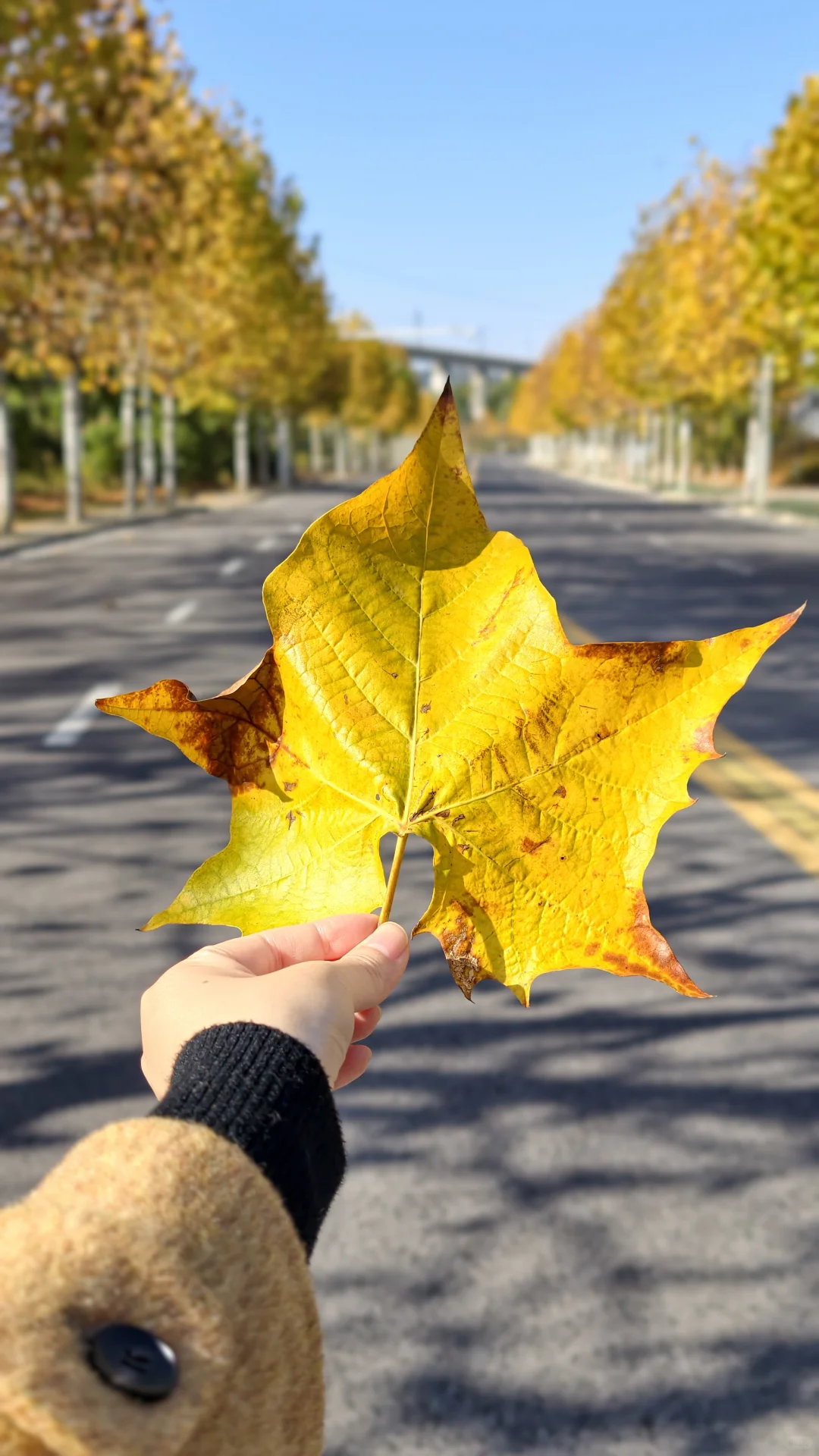 长沙南边丨1000米绝美梧桐大道人少随便拍‼️