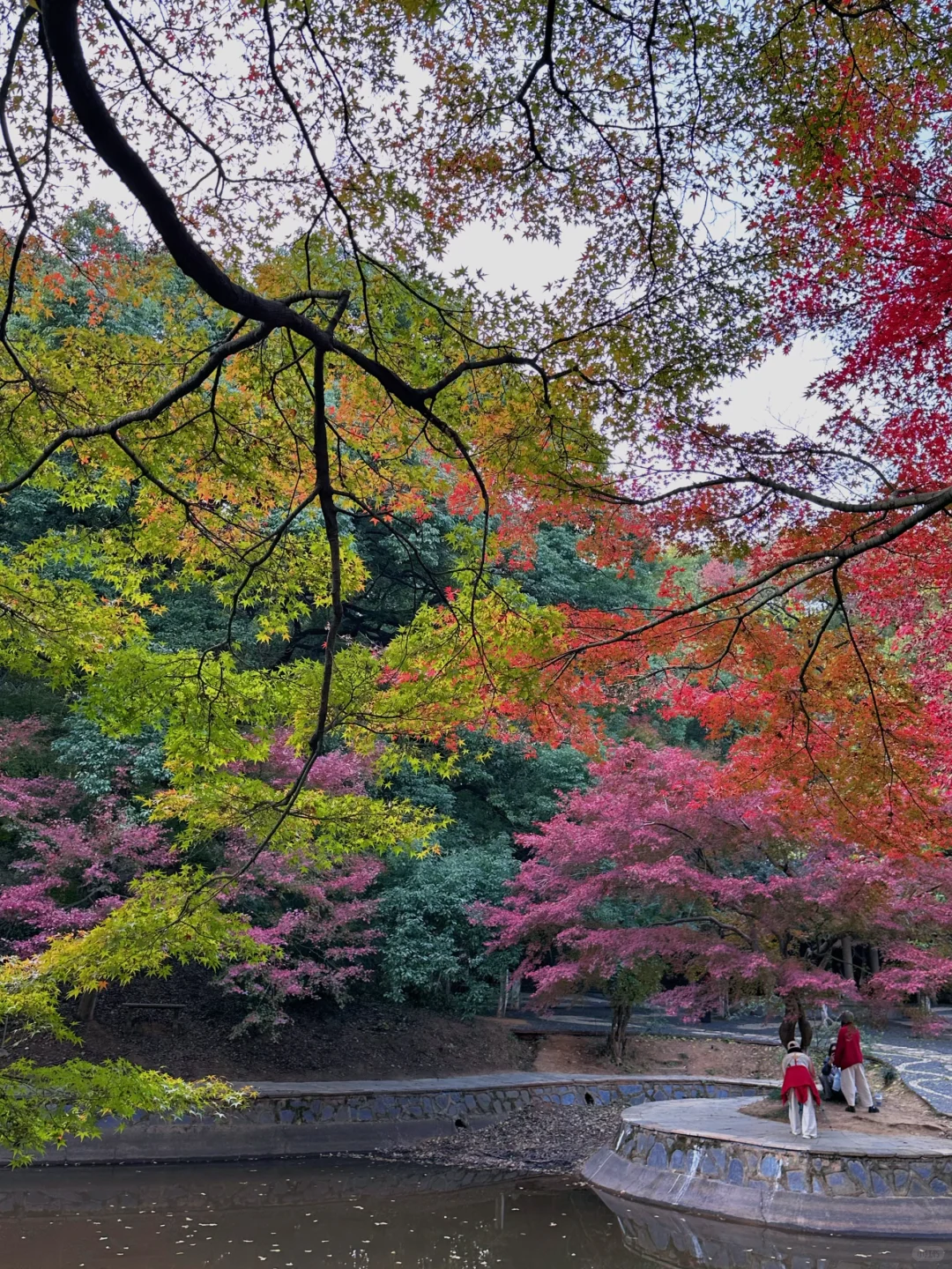 11.24实况！！长沙烈士公园红枫美到失语🍁