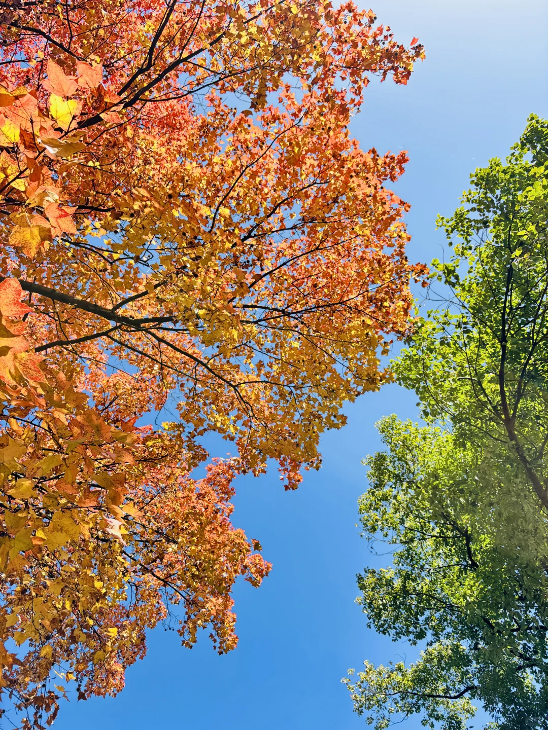长沙秋日封神公园，没有之一
