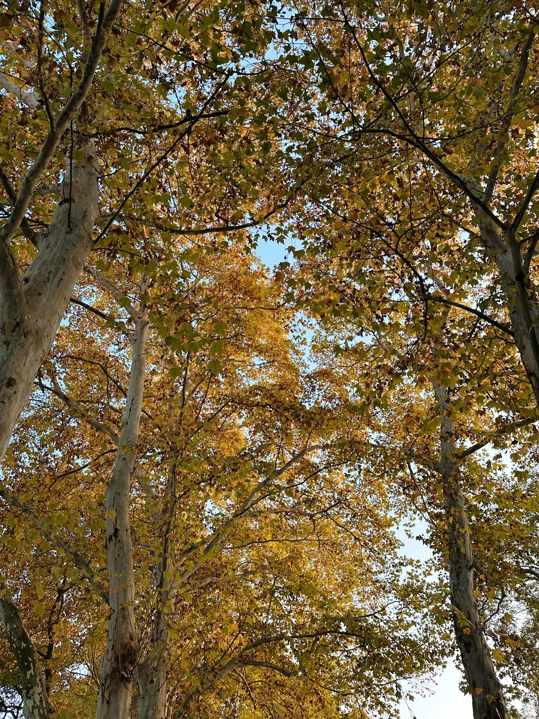 11.24实况！！长沙烈士公园红枫美到失语🍁