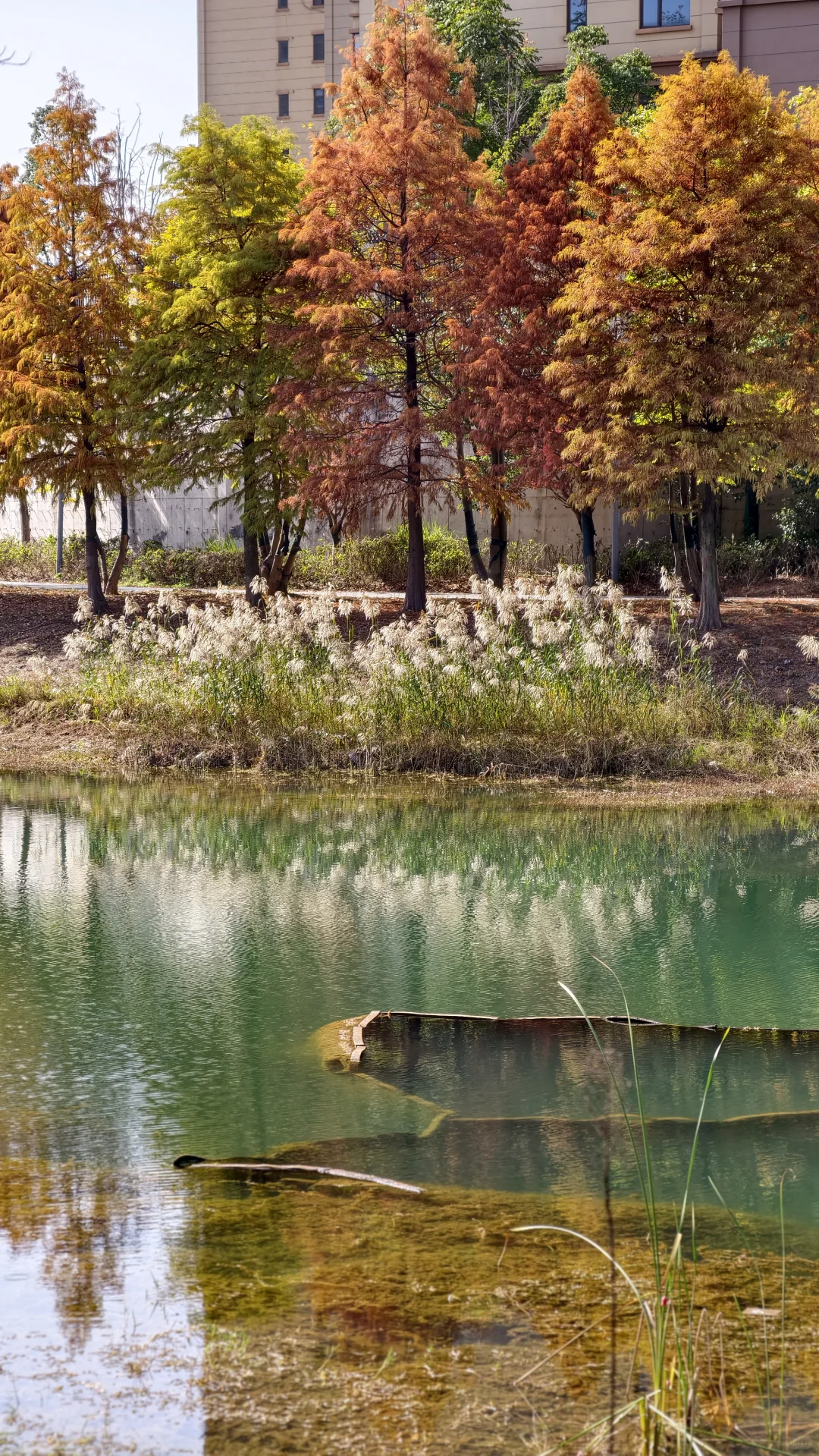 周末别再人挤人！长沙南边无人公园美到哭！