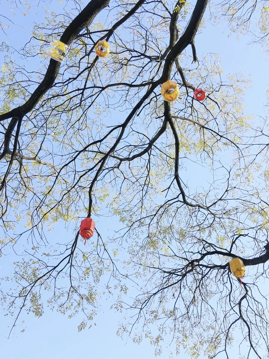 11.27 live实拍！长沙银杏天花板被我找到了！