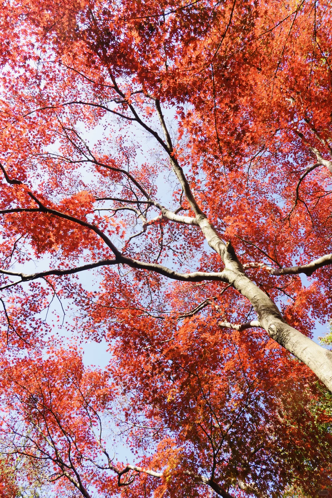 长沙秋日封神公园，没有之一