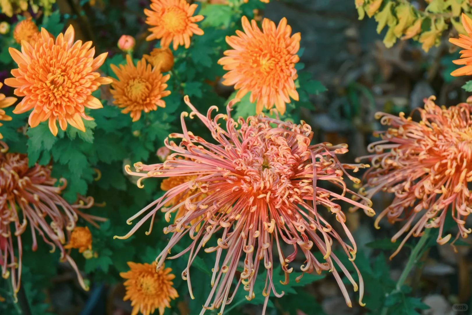 岳麓山菊花展┆不是花中偏爱菊