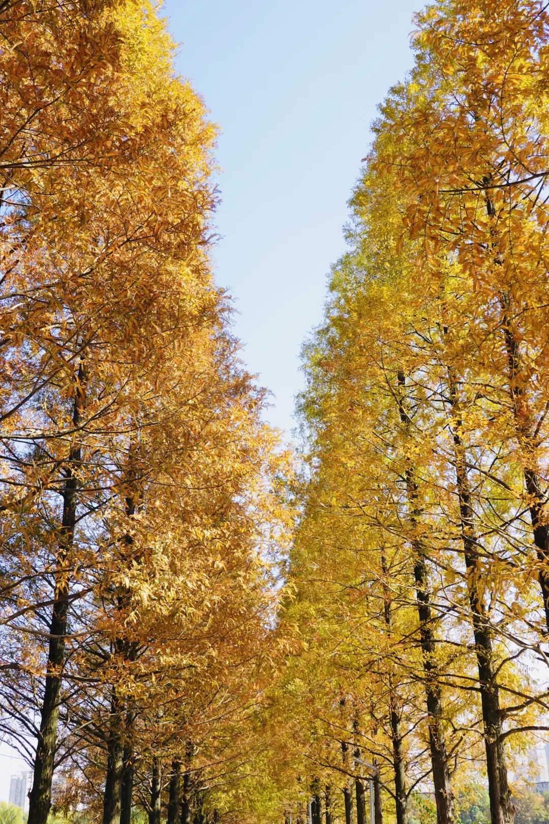 长沙秋日封神公园，没有之一