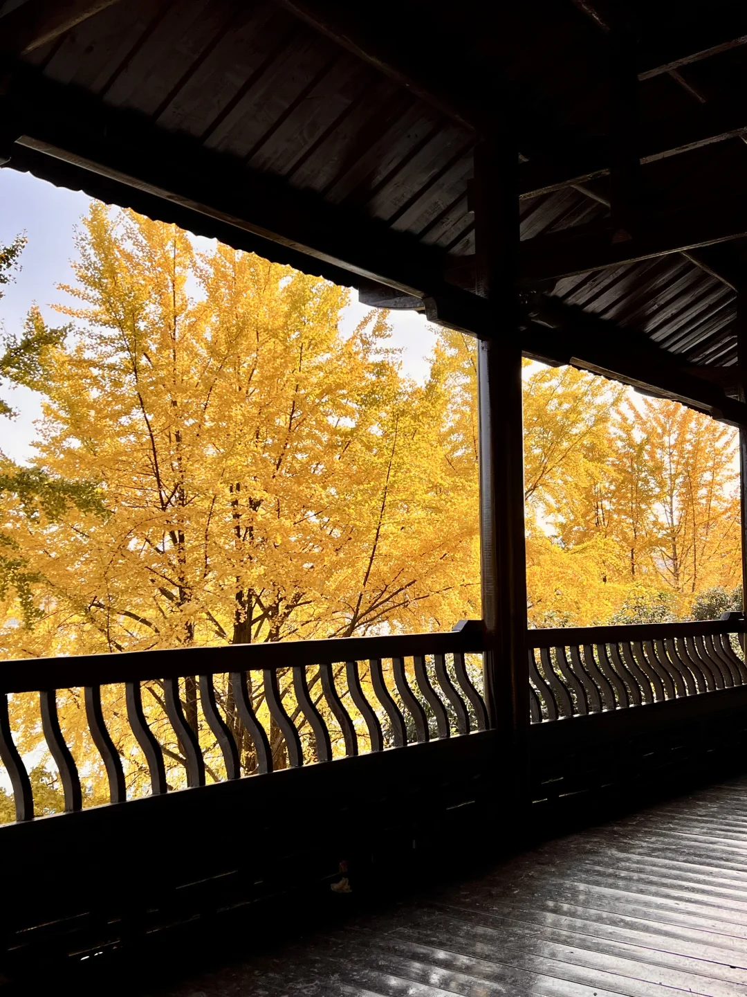 11.27 live实拍！长沙银杏天花板被我找到了！