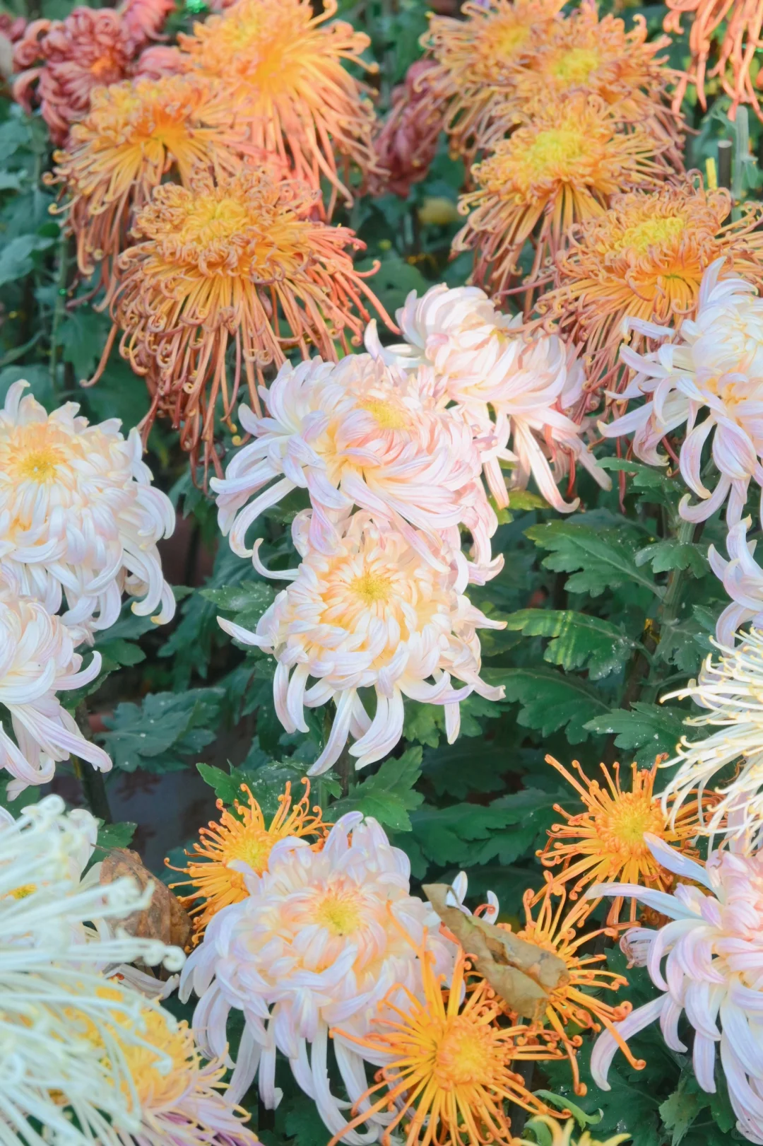 岳麓山菊花展┆不是花中偏爱菊