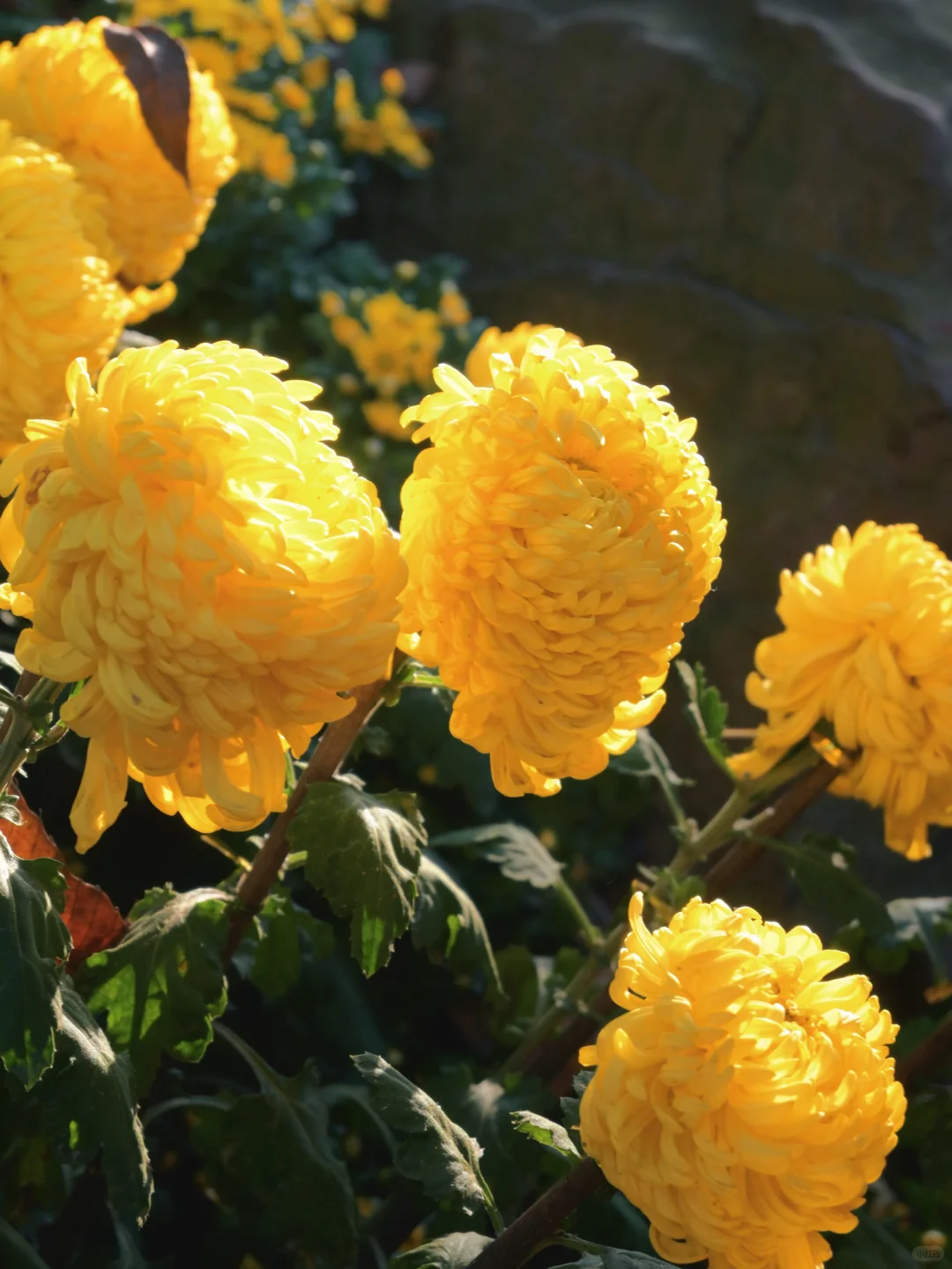 岳麓山菊花展┆不是花中偏爱菊