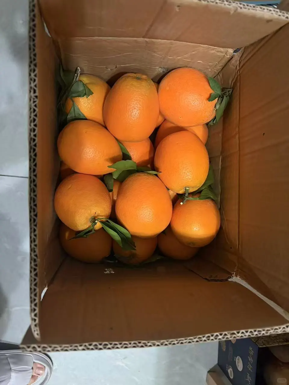 自家果园，树上熟新鲜橙子🍊