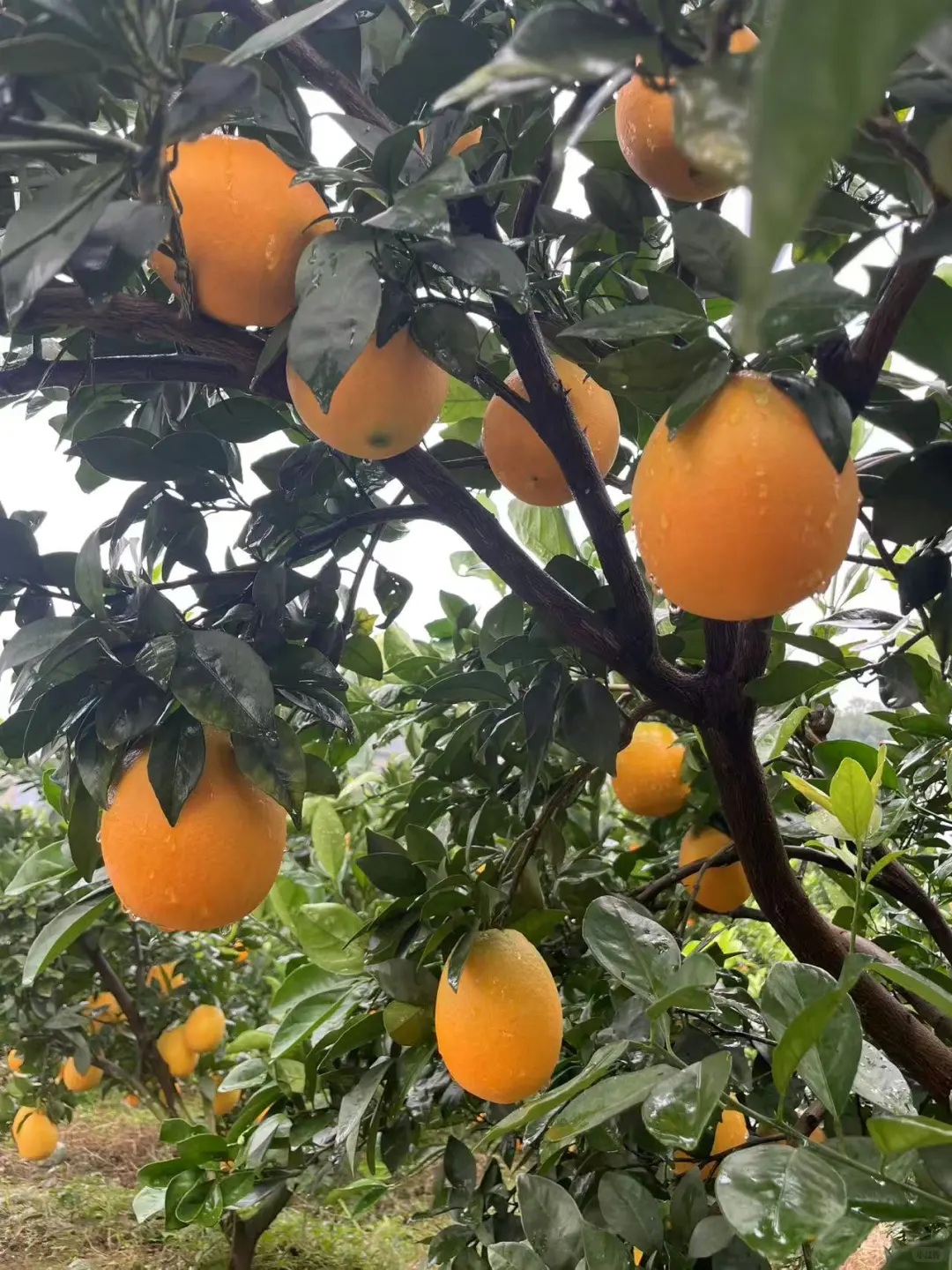 自家果园，树上熟新鲜橙子🍊