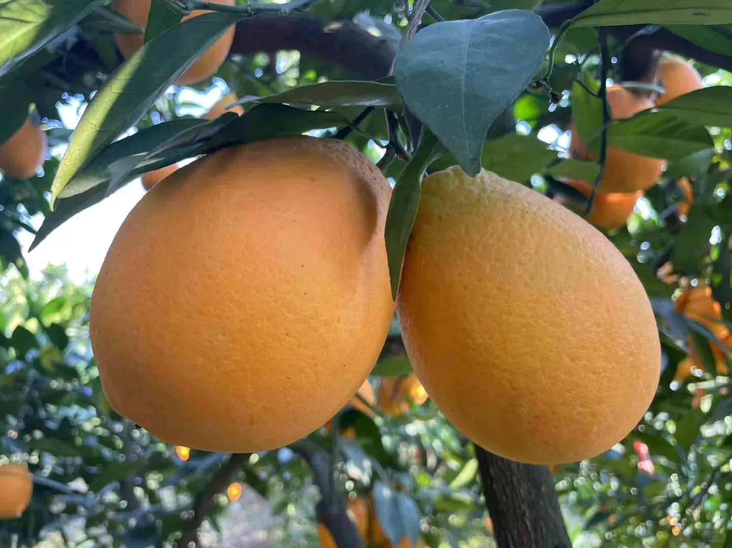 自家果园，树上熟新鲜橙子🍊