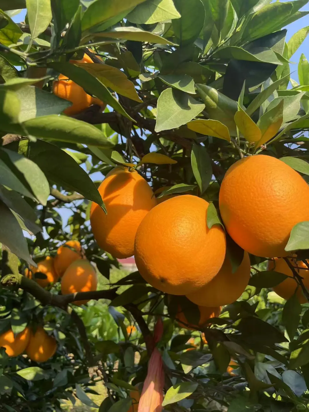 自家果园，树上熟新鲜橙子🍊