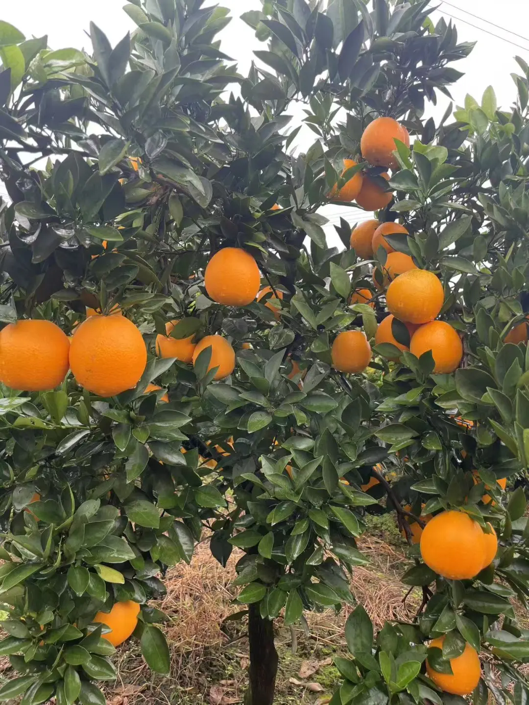 自家果园，树上熟新鲜橙子🍊