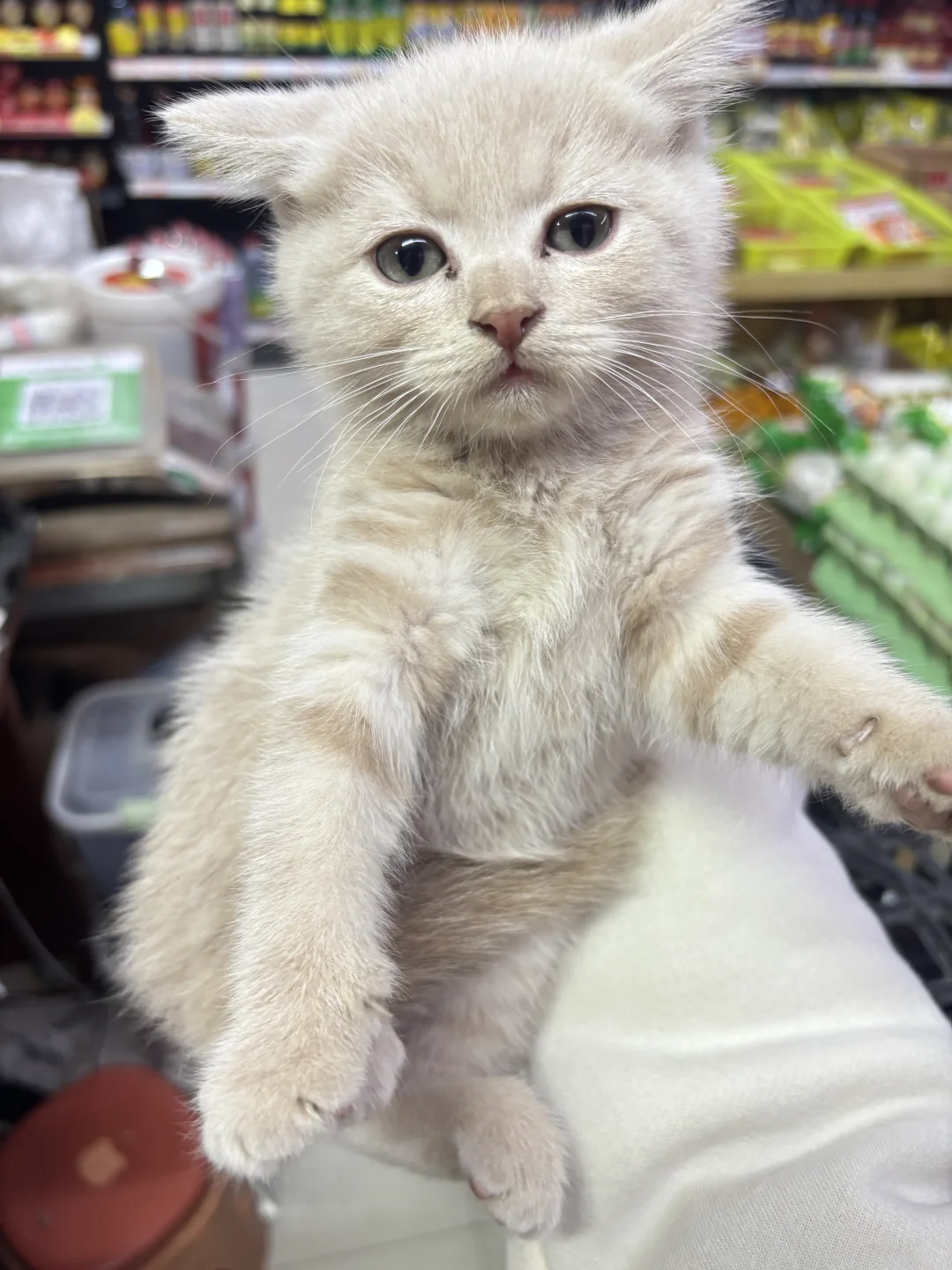 张家界谁要小猫