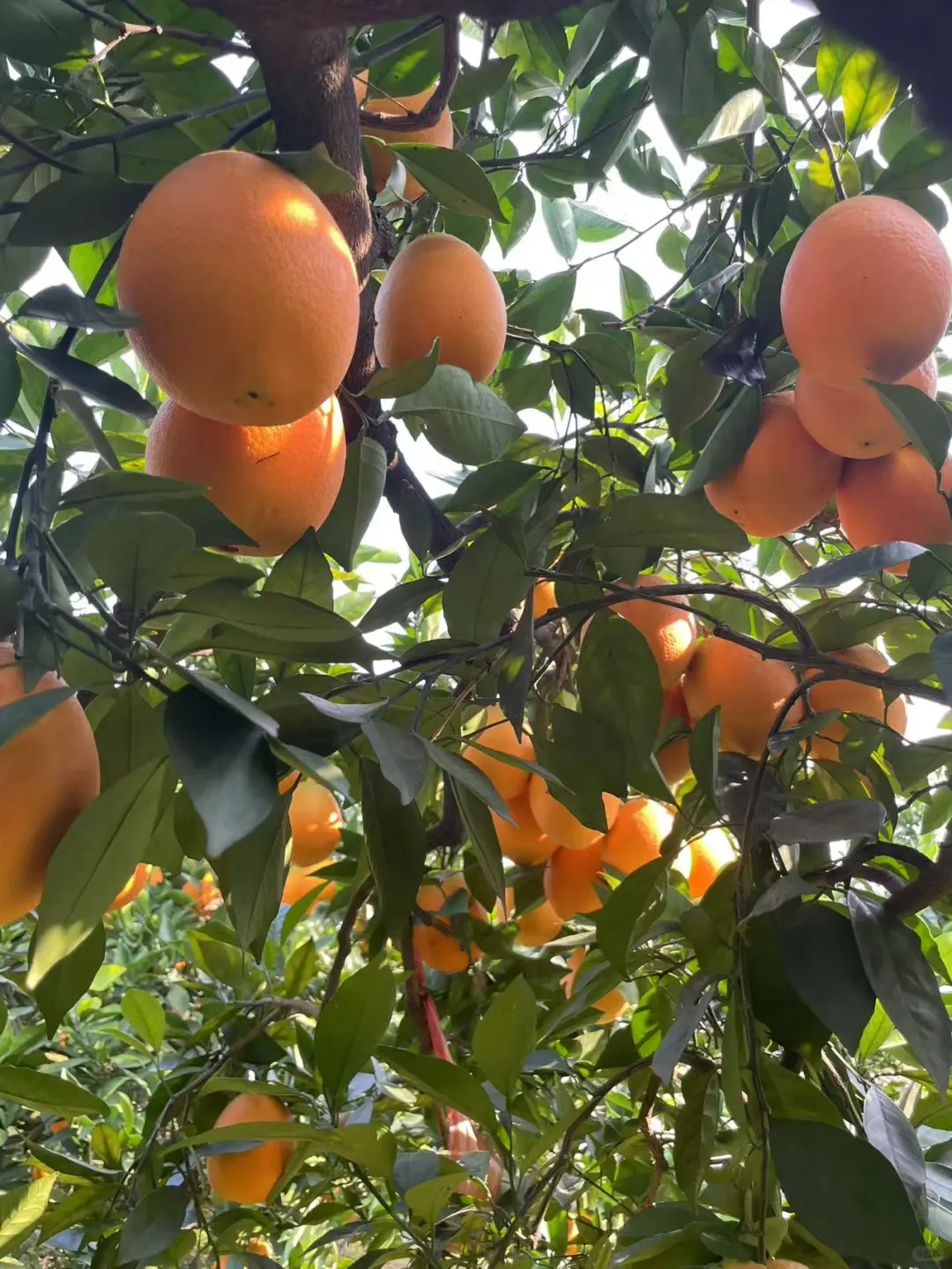 自家果园，树上熟新鲜橙子🍊
