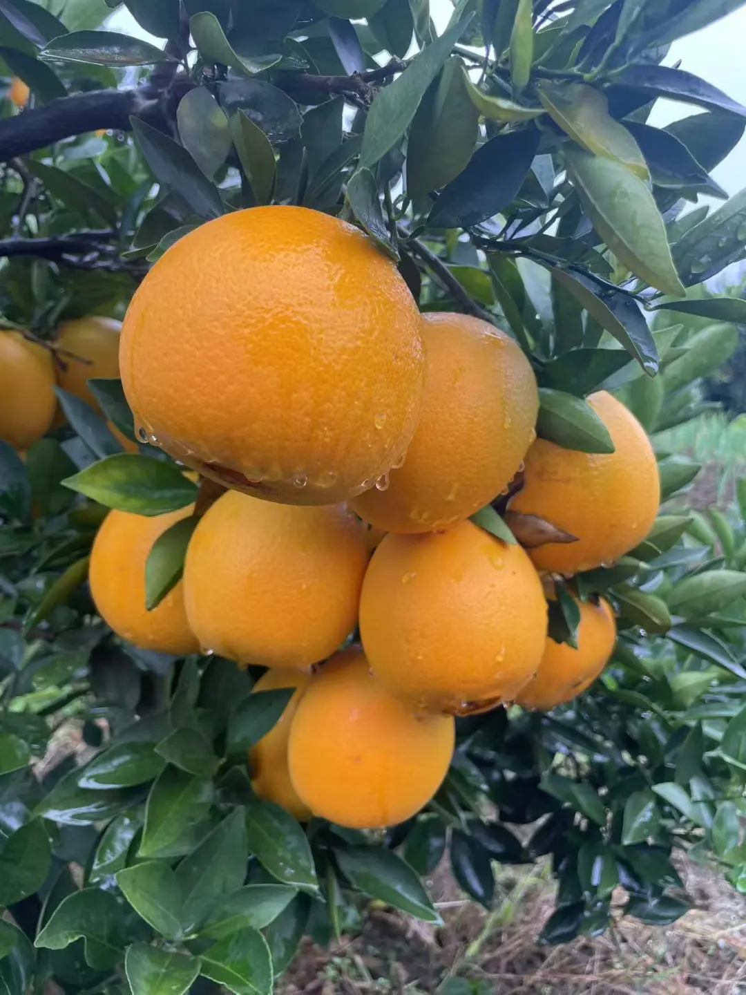 自家果园，树上熟新鲜橙子🍊