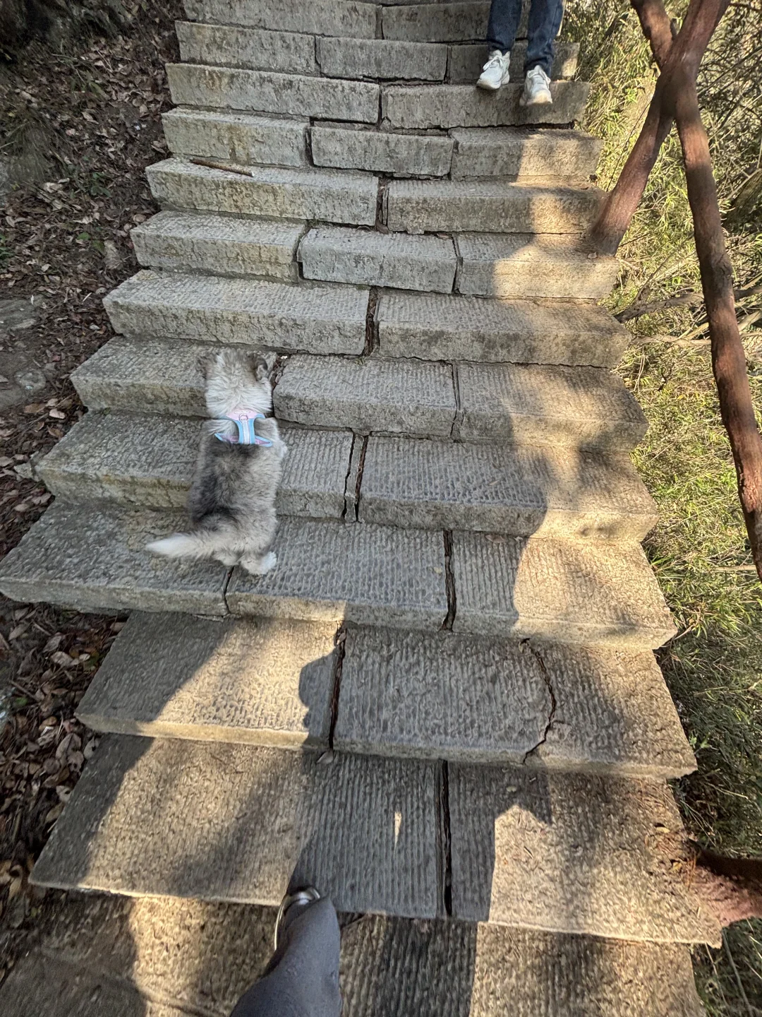 鹞子寨的风景也是美美哒小狗狗也是累累哒