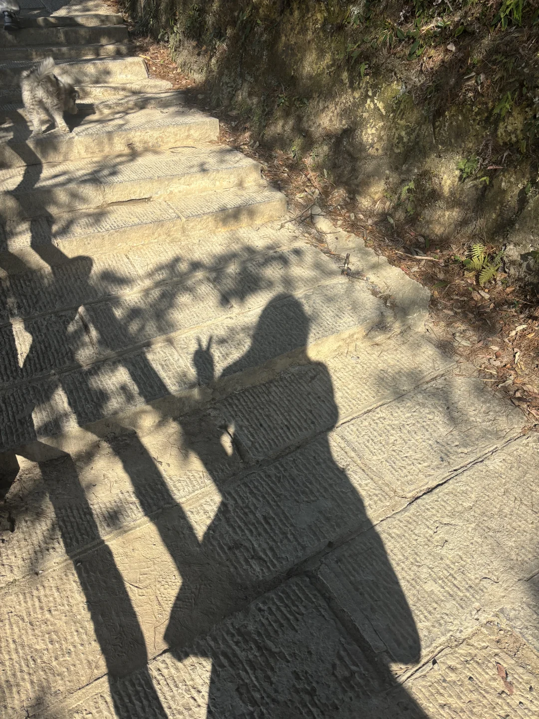 鹞子寨的风景也是美美哒小狗狗也是累累哒