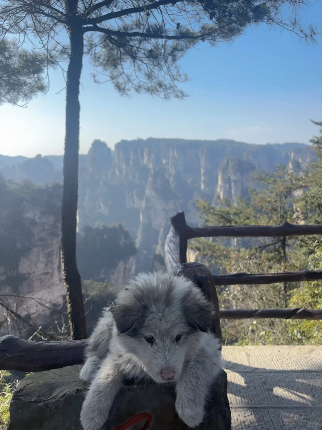 鹞子寨的风景也是美美哒小狗狗也是累累哒
