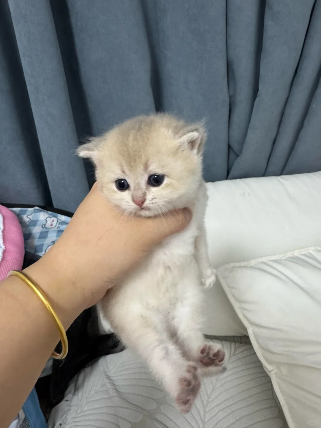 谁要猫咪，本人因为一些原因养不了了，