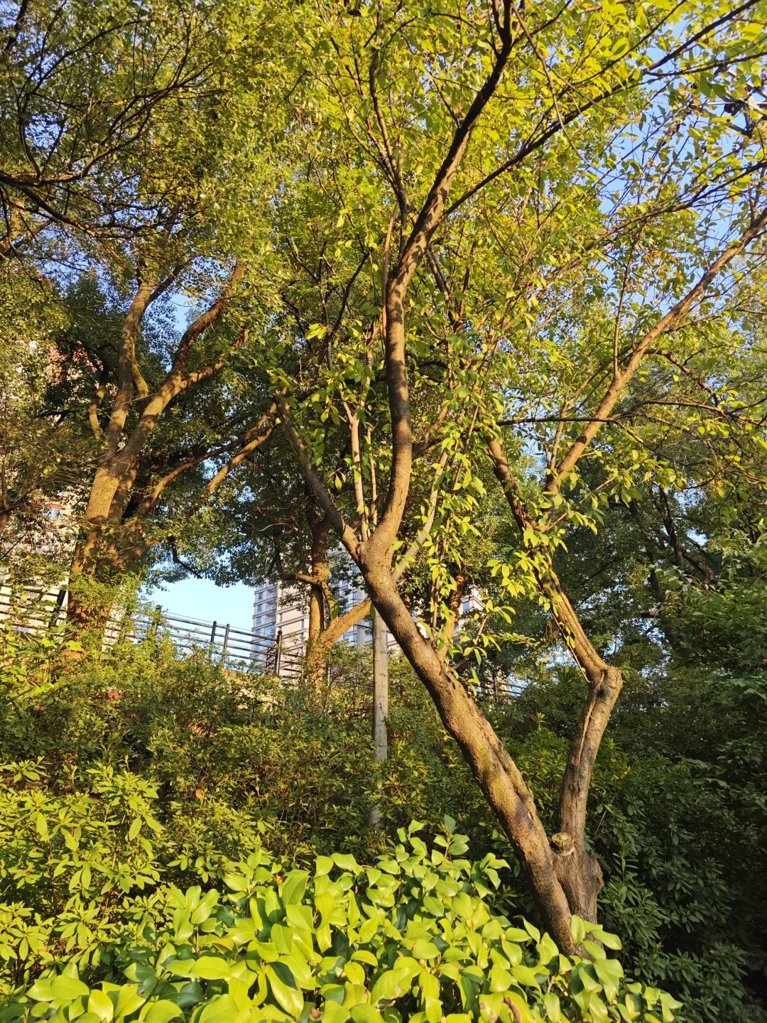 长沙的小众宝藏公园