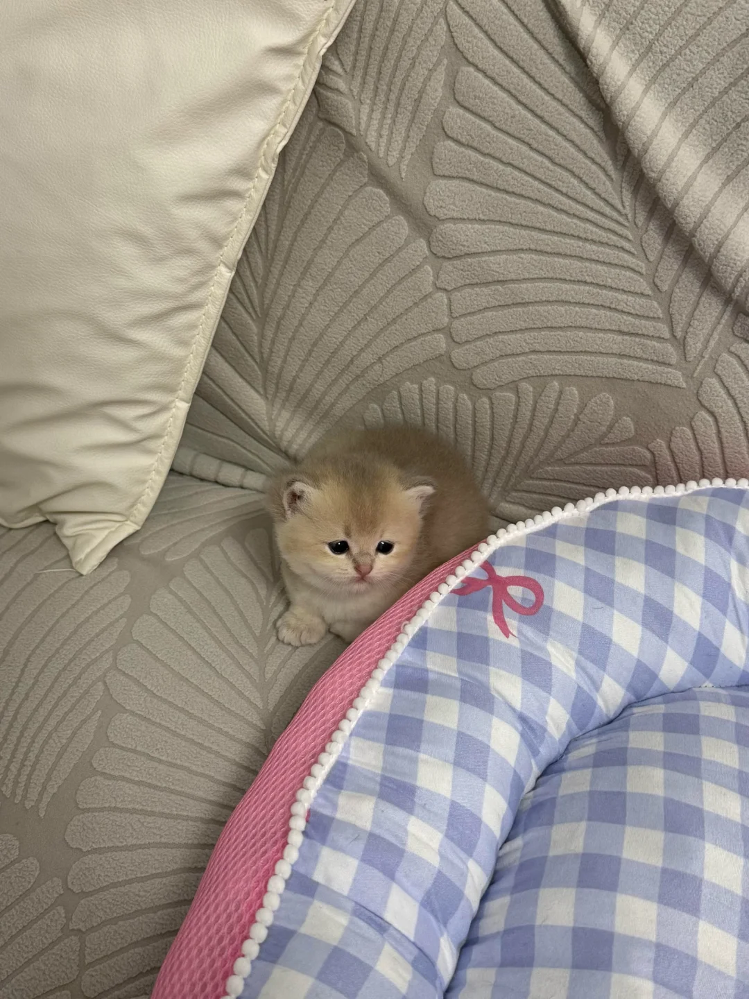 谁要猫咪，本人因为一些原因养不了了，