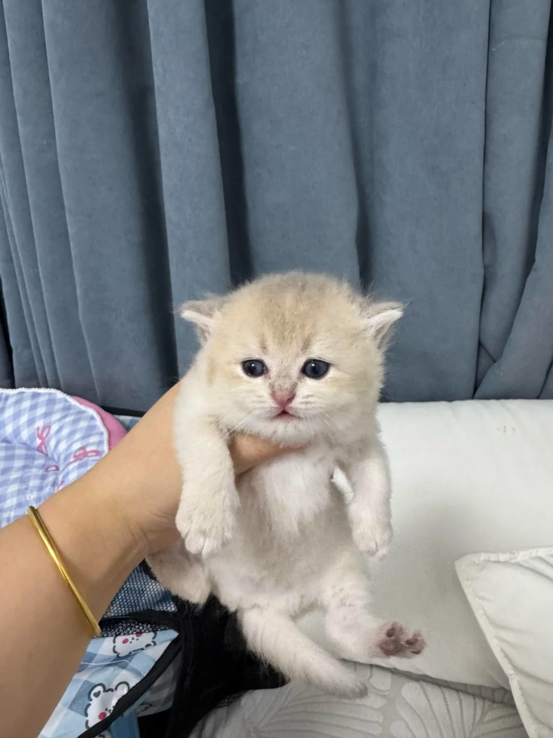 谁要猫咪，本人因为一些原因养不了了，