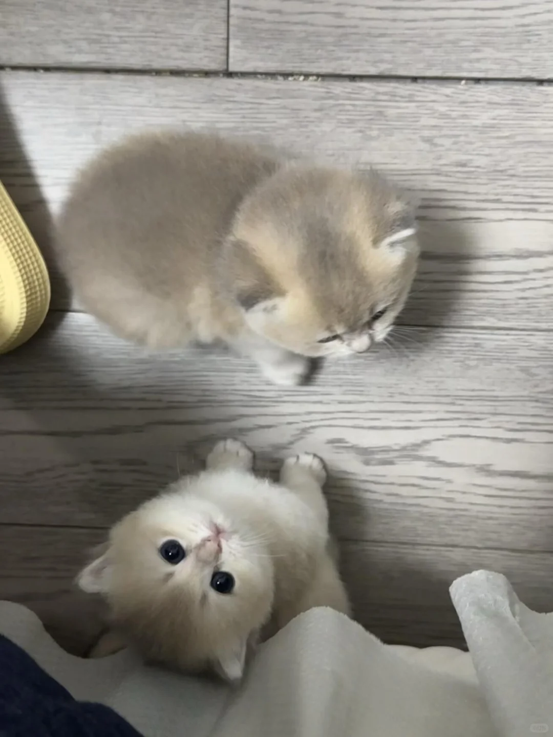 谁要猫咪，本人因为一些原因养不了了，