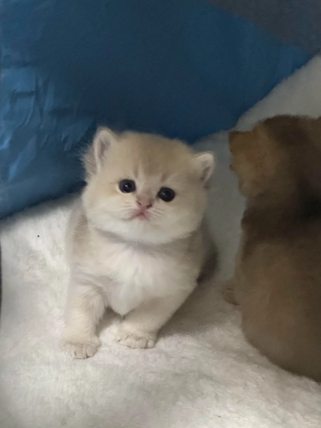 谁要猫咪，本人因为一些原因养不了了，