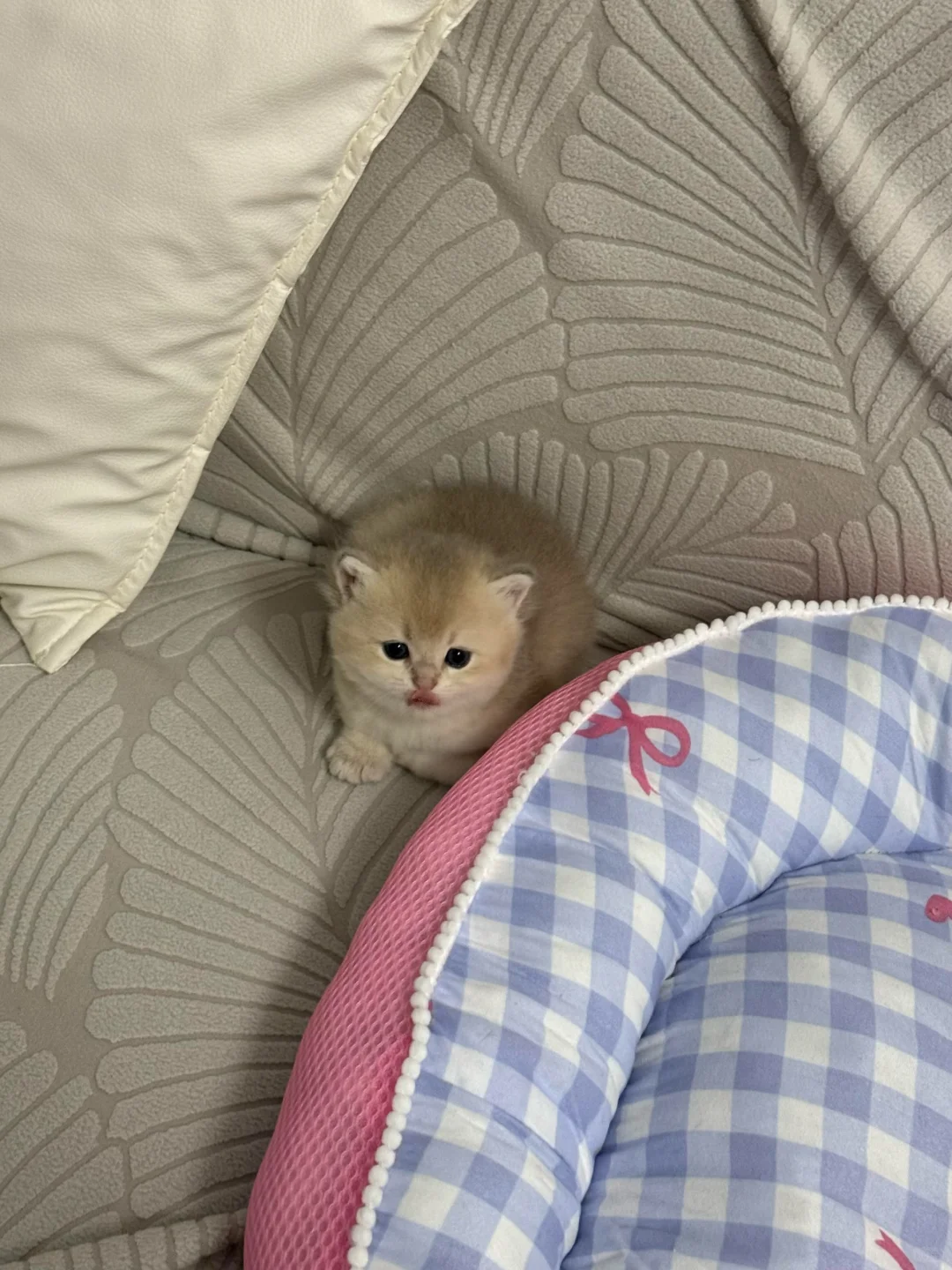 谁要猫咪，本人因为一些原因养不了了，