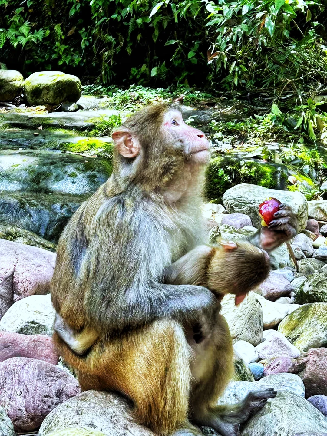 张家界|藏在仙境里的奇峰峻岭