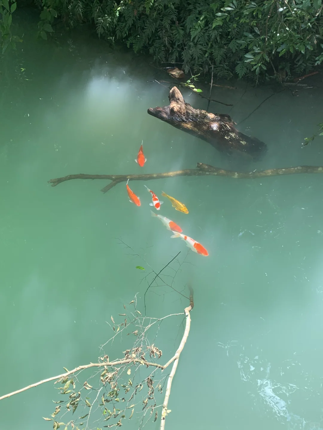 张家界大峡谷 | 神级live图